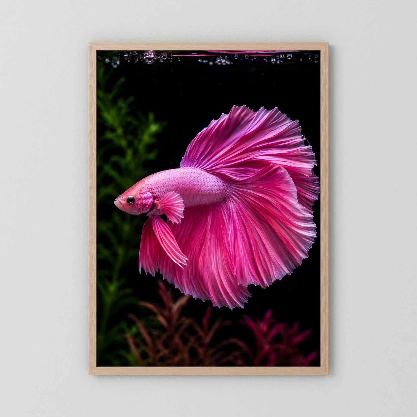 Tierposter mit pinkem Kampffisch im Hochformat, Holzrahmen natur