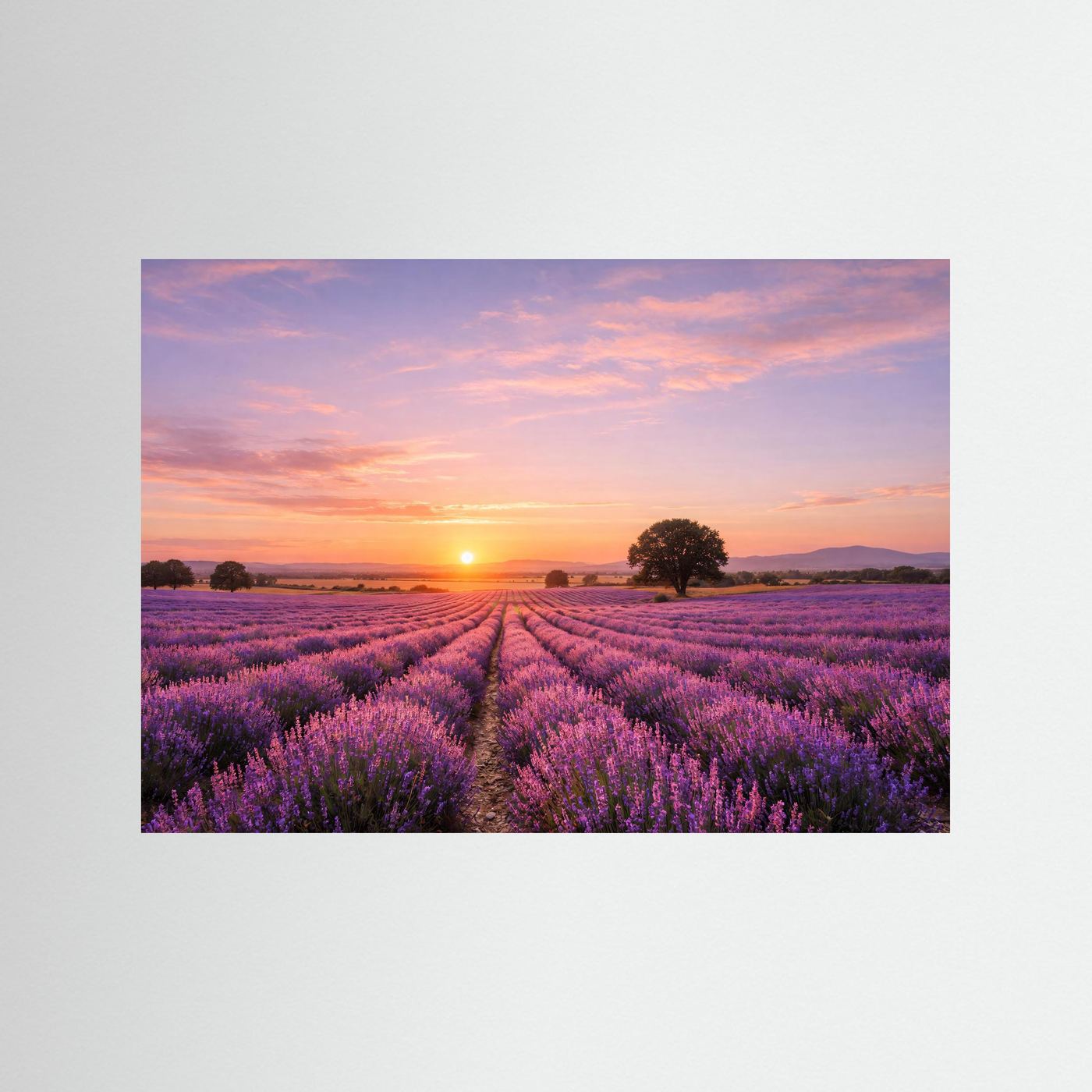Naturposter mit Lavendelfeld und goldenem Sonnenuntergang über violetten Blüten