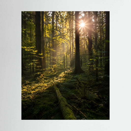 Hochformat-Poster mit Wald und Sonnenstrahlen durch Bäume im goldenen Licht