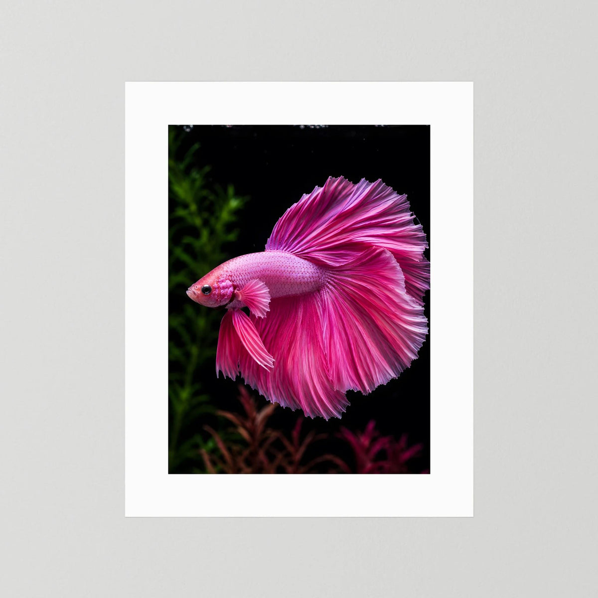 Tierposter mit pinkem Kampffisch, weißer Rahmen