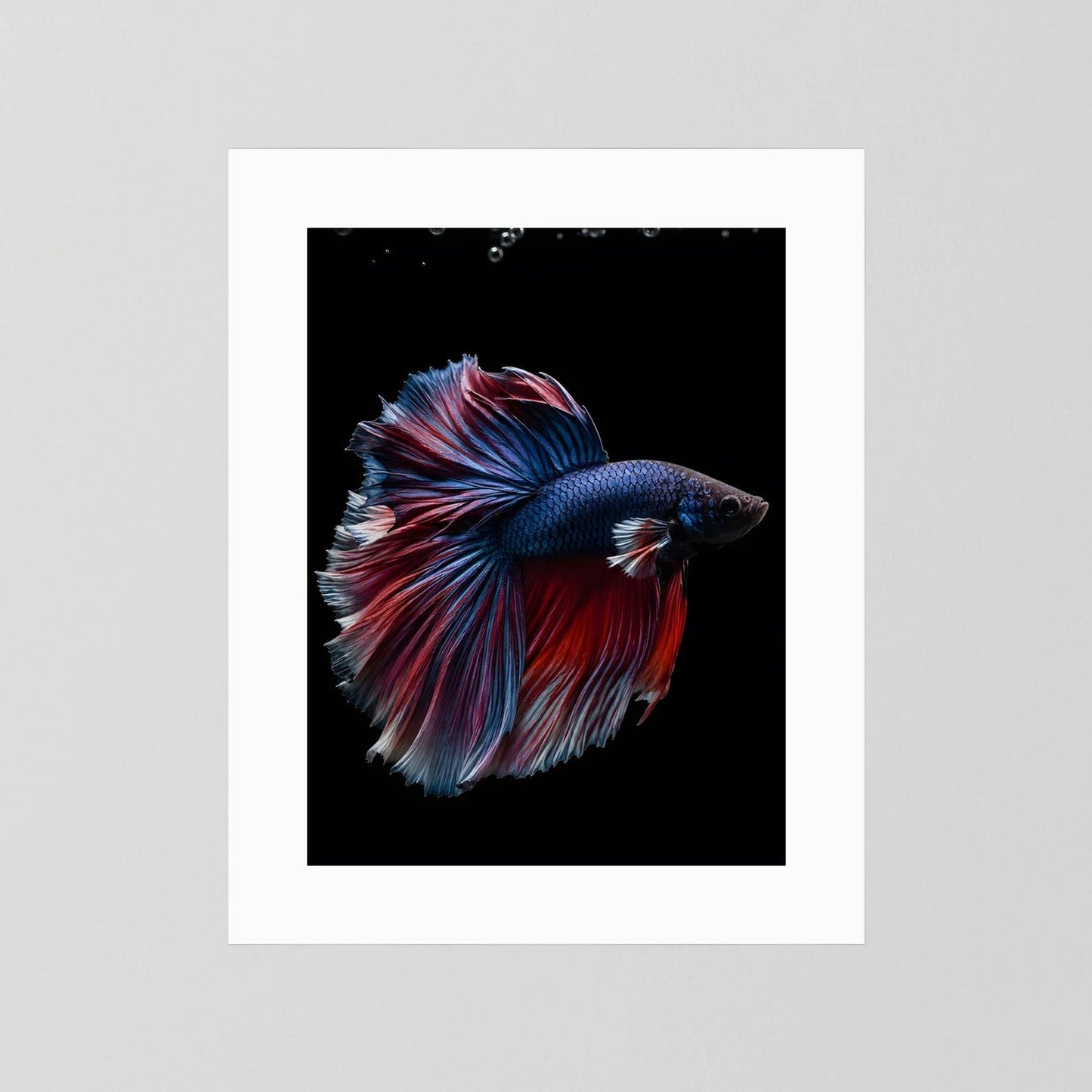 Hochformat-Poster mit weißem Rand: Kampffisch in Blau und Rot vor schwarzem Hintergrund