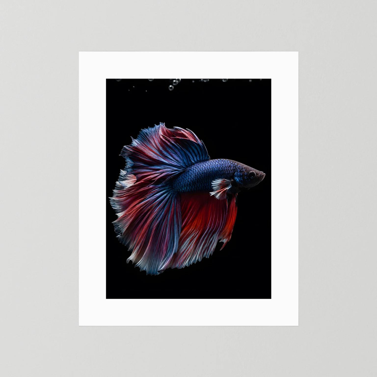 Hochformat-Poster mit weißem Rand: Kampffisch in Blau und Rot vor schwarzem Hintergrund