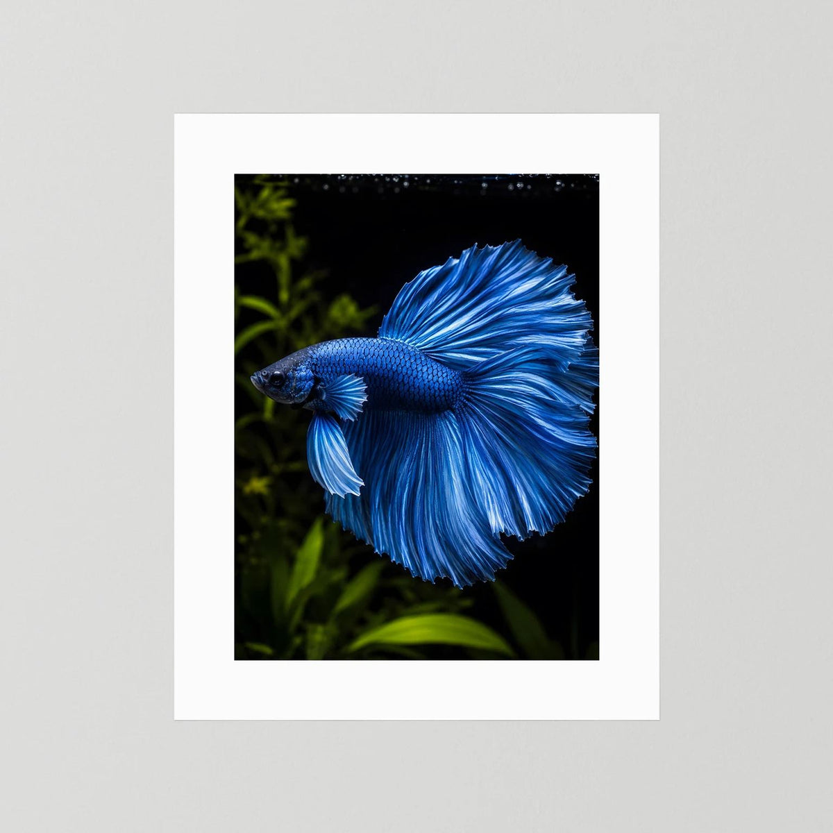 Wandposter mit blauem Kampffisch im Porträt, weißer Rand ohne Rahmen