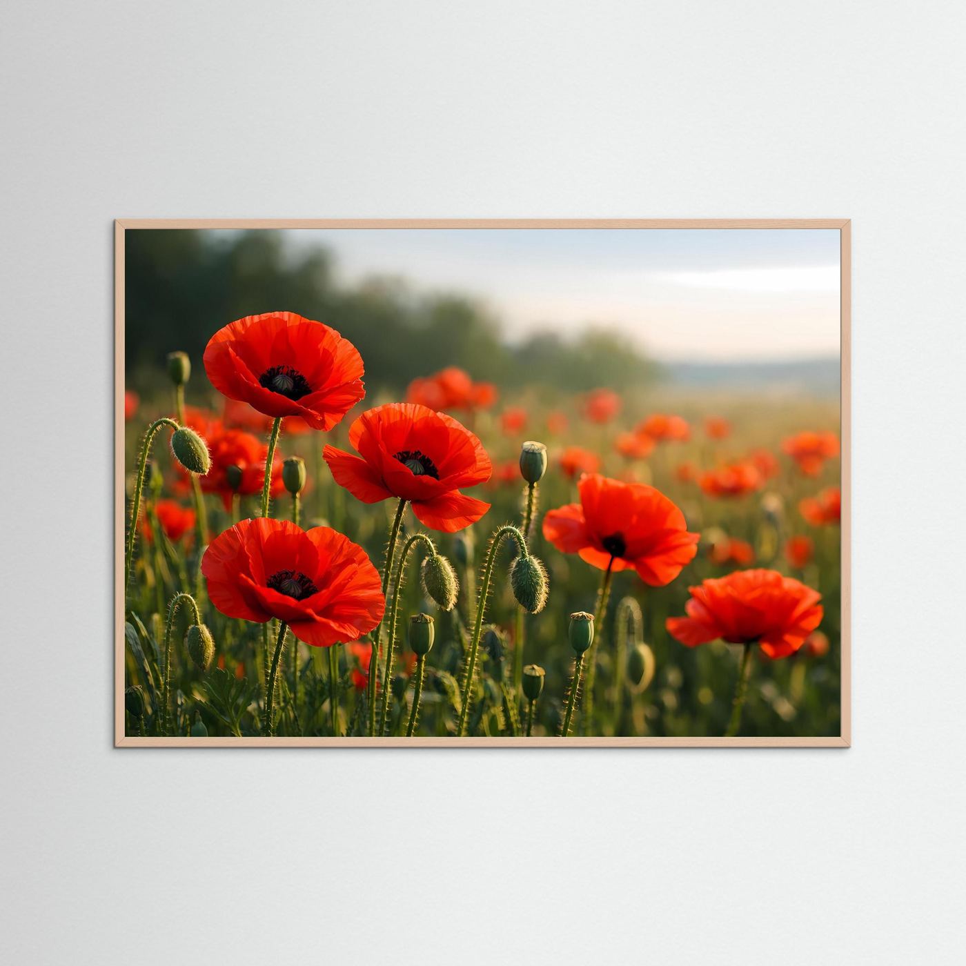 Poster im Querformat mit roten Klatschmohnblüten und grünen Knospen im Feld, warmes Licht