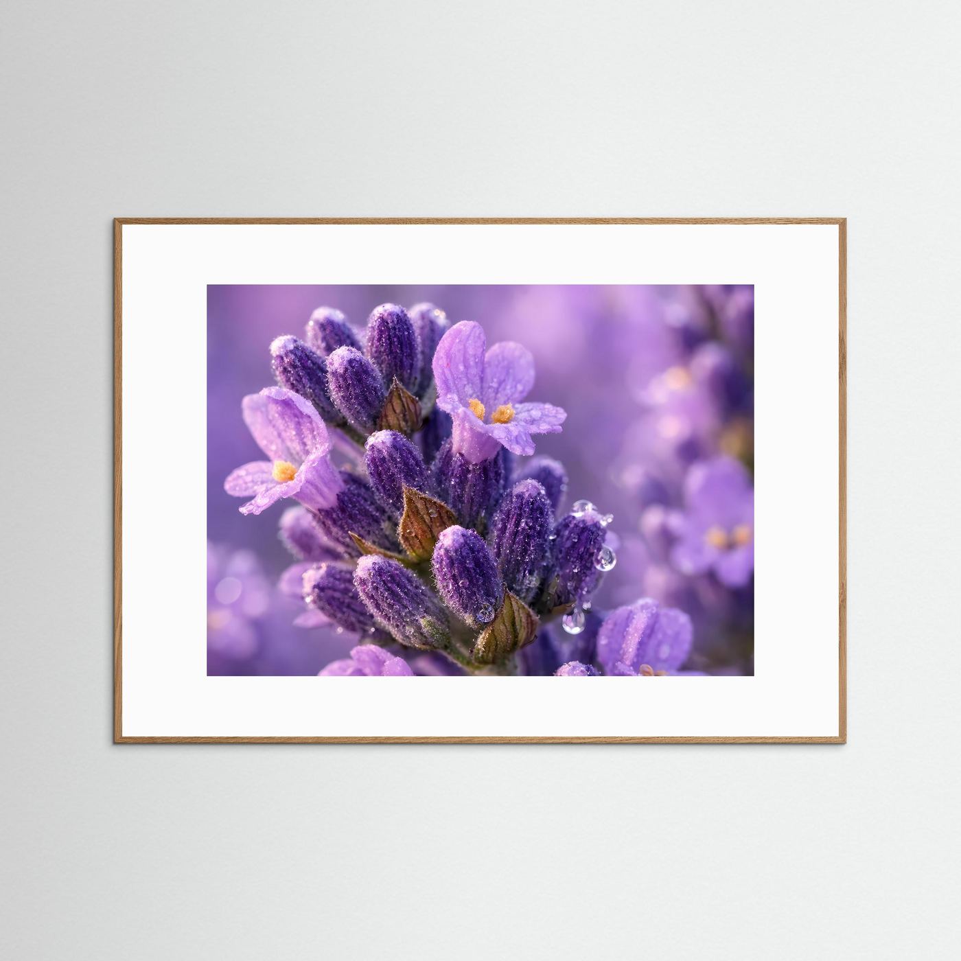 Zarte Lavendelblüten mit Tautropfen | Makro Natur Poster Querformat